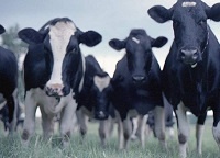 Uk Dairy Industry Reduced GHGS 24% Since 2008; Also Boosted Efficiency & Saved Water