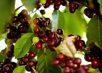 Costa Rica Coffee Farmers Brew Up a Carbon Neutral Future