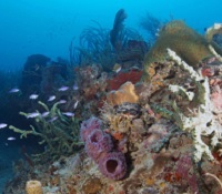 Ai Identifies Heat-resistant Coral Reefs in Indonesia