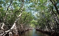 Apple Promotes Mangrove Conservation to Sequester 1 Million Metric Tons of CO2
