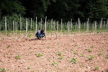 a-farm-laborer-or-farmer-planting-tomato-plants-in-rows-in-the-field_low