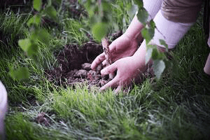 hands-planting-a-tree_low-300x