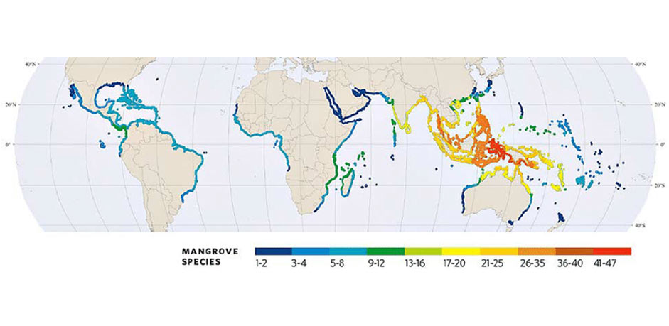 World map of the mangrove distribution zones and the number of mangrove species along each region (Deltares, 2014).
