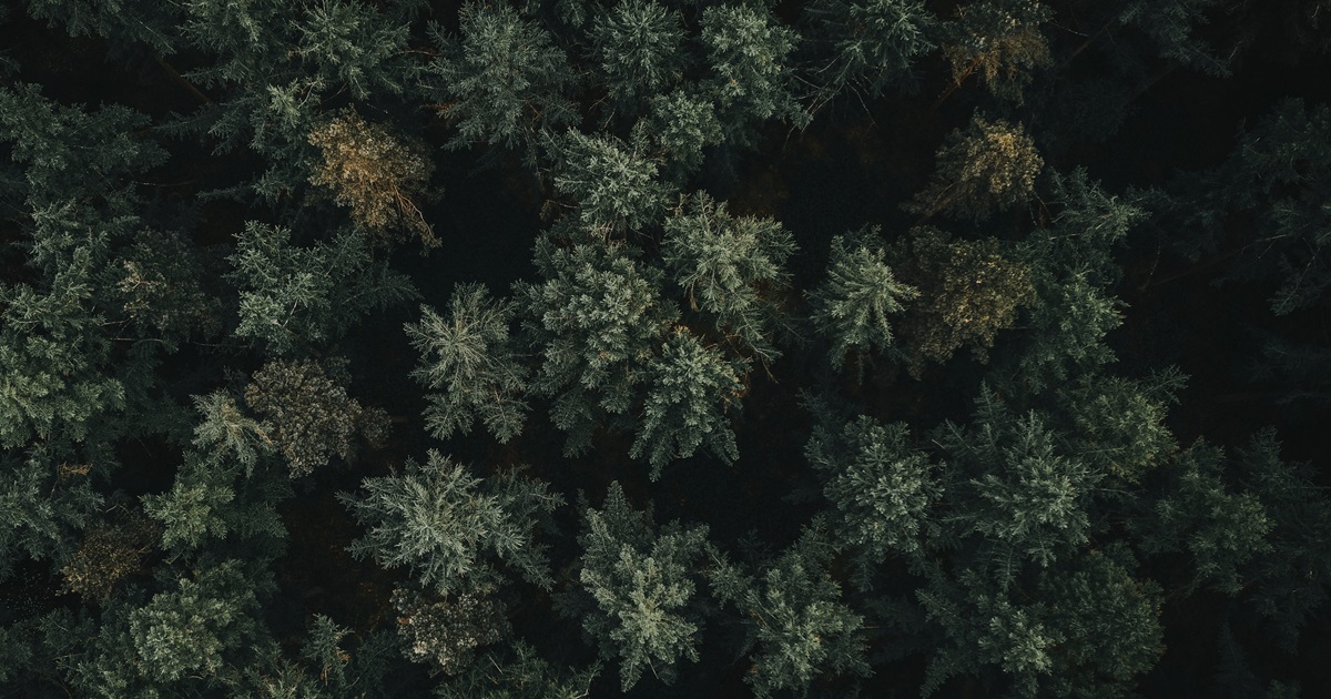 Aerial view of a green forest